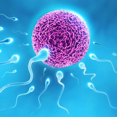Infertility Profile - IV