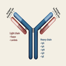 Immunoglobulin Profile