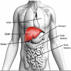 Liver Function Profile