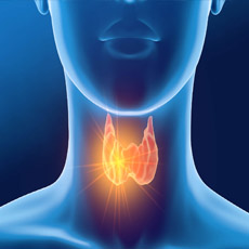 Thyroid Panel I