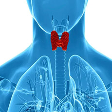 Thyroid Panel III, Free